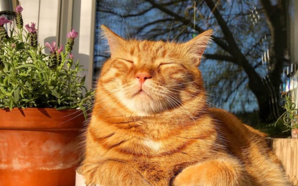 неочевидные способности кошек