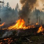 почему возникают лесные пожары